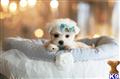 Maltese