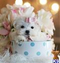 Maltese