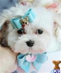 Maltese