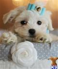 Maltese