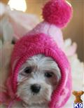Maltese