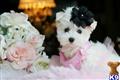 Maltese
