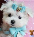 Maltese