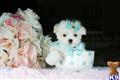 Maltese
