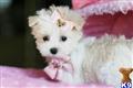 Maltese