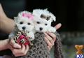 Maltese