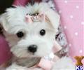 Maltese