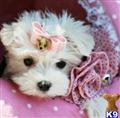 Maltese