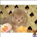 Pomeranian