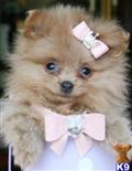 Pomeranian