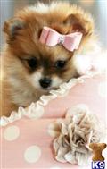 Pomeranian