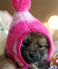 Pomeranian