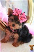 Yorkshire Terrier