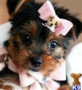 Yorkshire Terrier