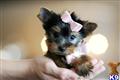Yorkshire Terrier