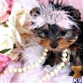 Yorkshire Terrier
