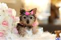 Yorkshire Terrier
