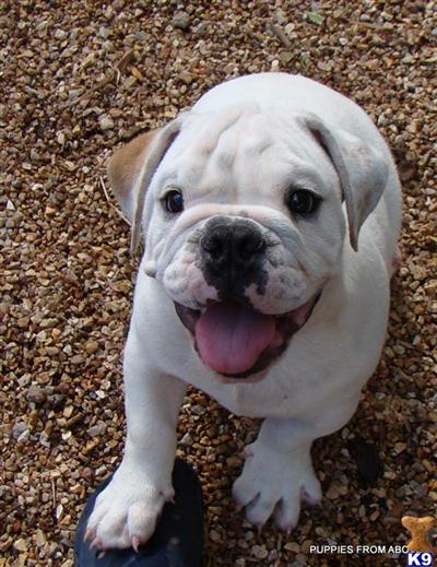 Puppies in West plains