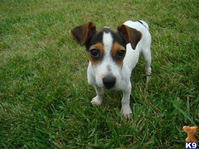 Puppies for Adoption