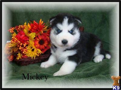 Siberian Husky Puppies for Sale