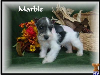 Miniature Schnauzer Puppies for Sale