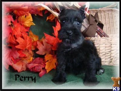 Miniature Schnauzer Puppies for Sale