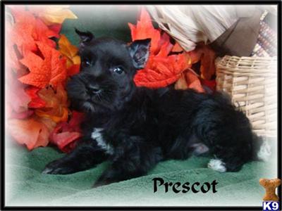 Miniature Schnauzer Puppies for Sale