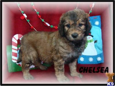 Goldendoodles Puppies for Sale