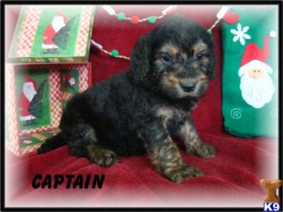 Goldendoodles Puppies for Sale