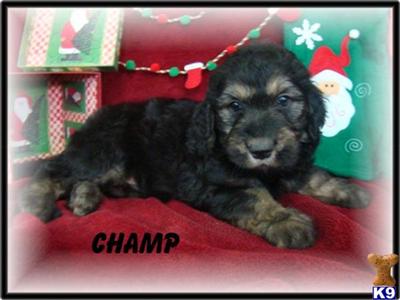 Goldendoodles Puppies for Sale