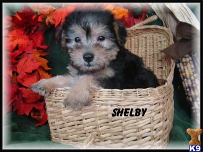 Silky Terrier Puppies for Sale