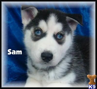 Siberian Husky Puppies for Sale