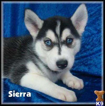Siberian Husky Puppies for Sale