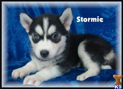 Siberian Husky Puppies for Sale