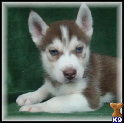 Siberian Husky Puppies for Sale