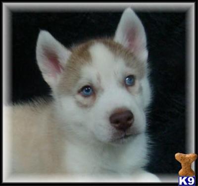 Siberian Husky Puppies for Sale