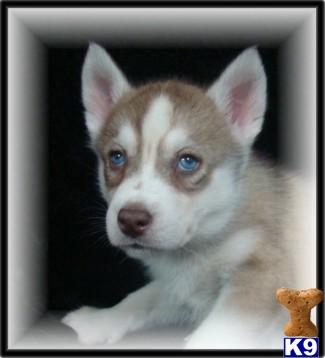 Siberian Husky Puppies for Sale