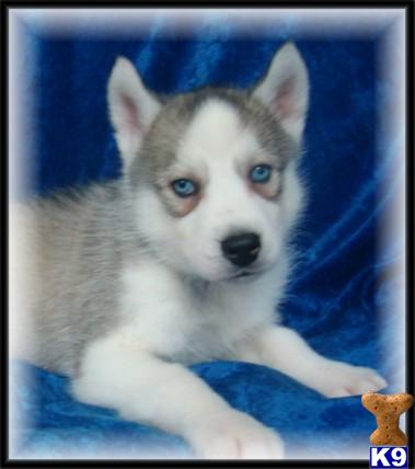 Siberian Husky Puppies for Sale