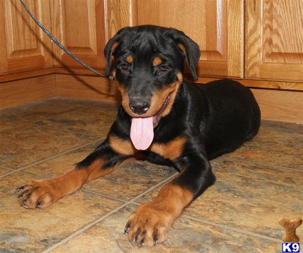 Rottweiler Puppies for Sale