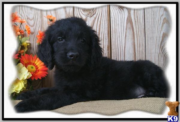 black goldendoodle puppy. Goldendoodles Puppies in MO