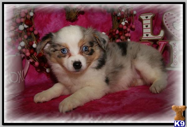 Miniature Australian Shepherd Puppies