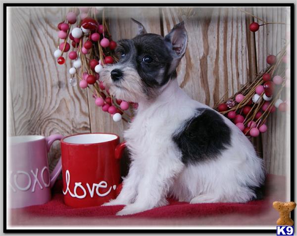 Puppies in MO