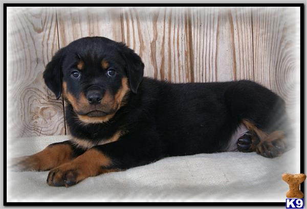 Rottweiler Puppies