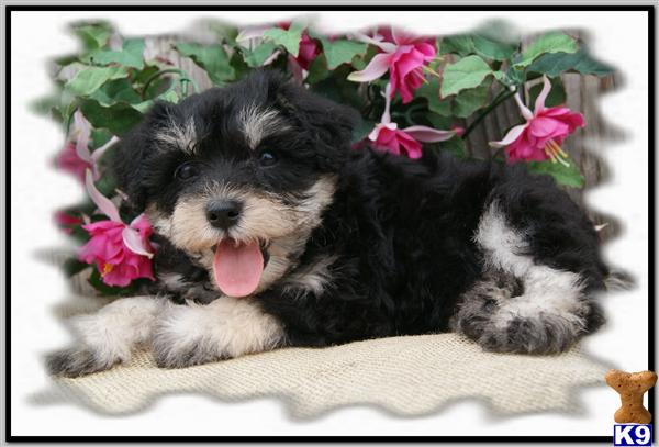 Schnoodle