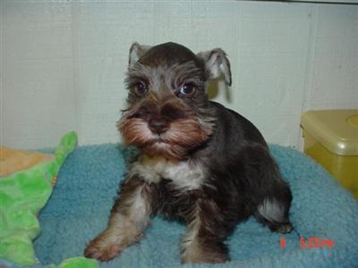 Miniature Schnauzer Puppies in FL