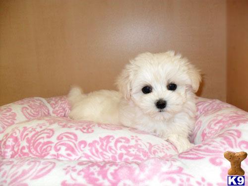 Maltese Puppies