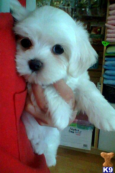 Maltese Puppies in CA