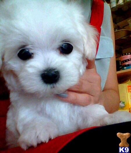 Maltese Puppies in CA