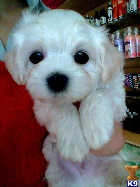 Maltese Puppies in CA