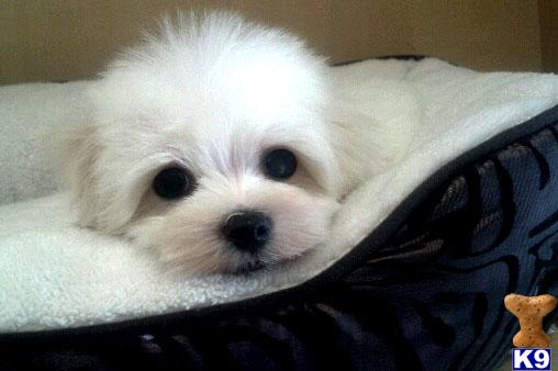 Maltese Puppies in CA